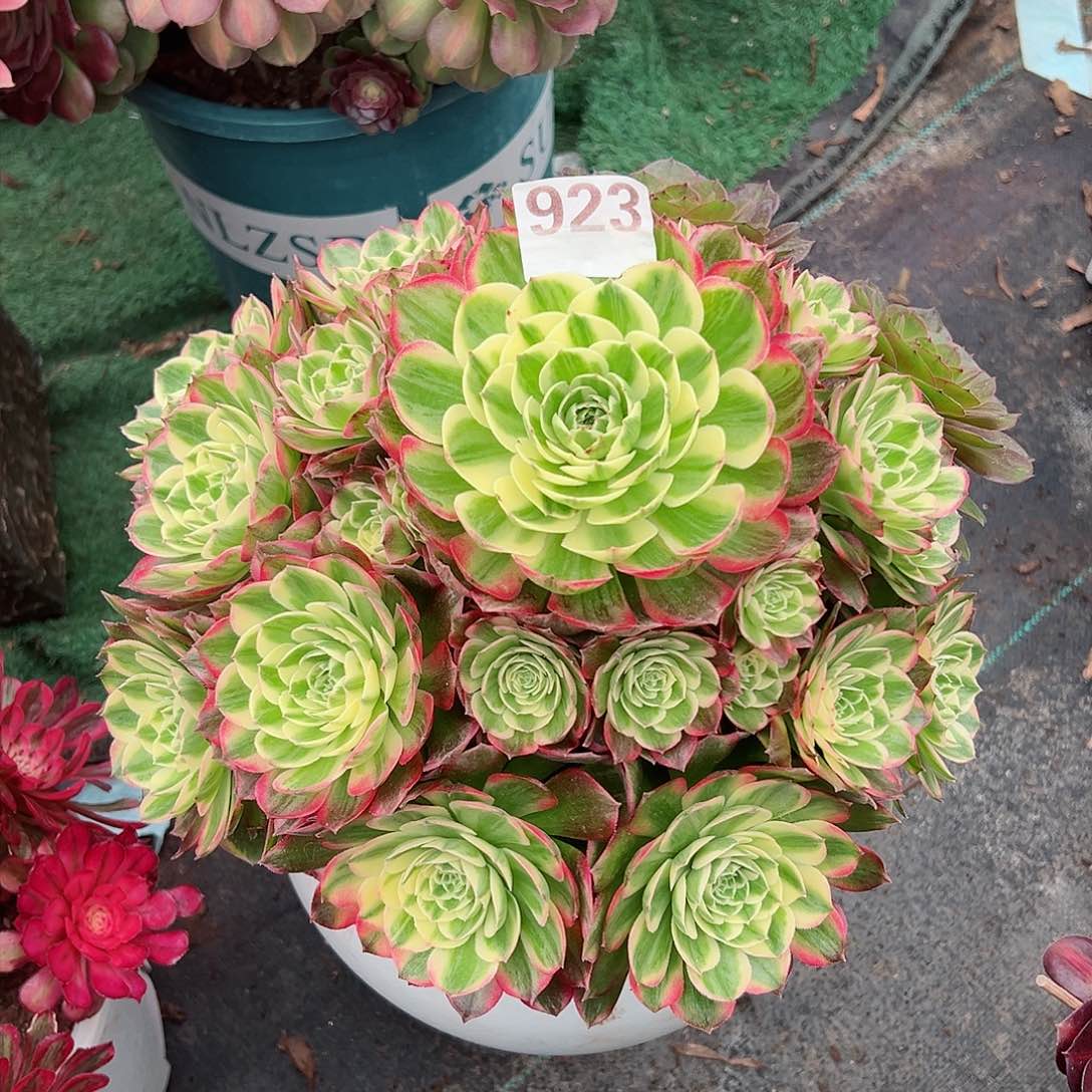 923海王法师多肉植物