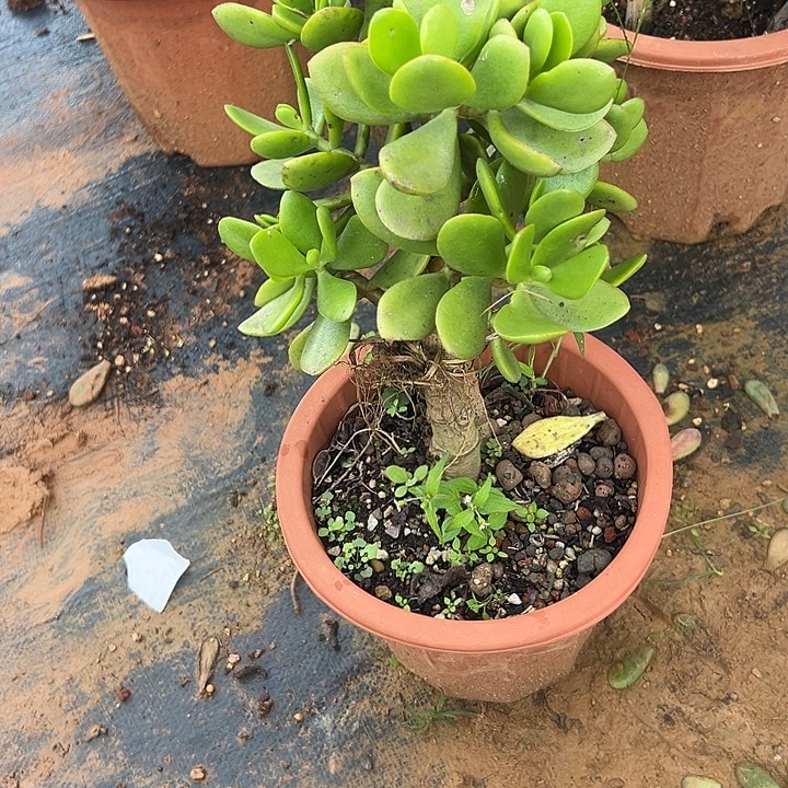 番***茄多肉植物实物直播实物261
