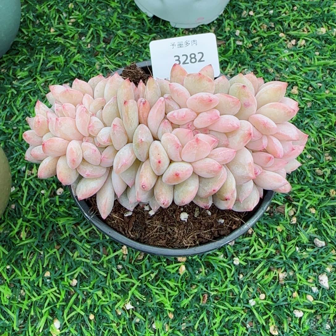 橙子缀化，3282多肉