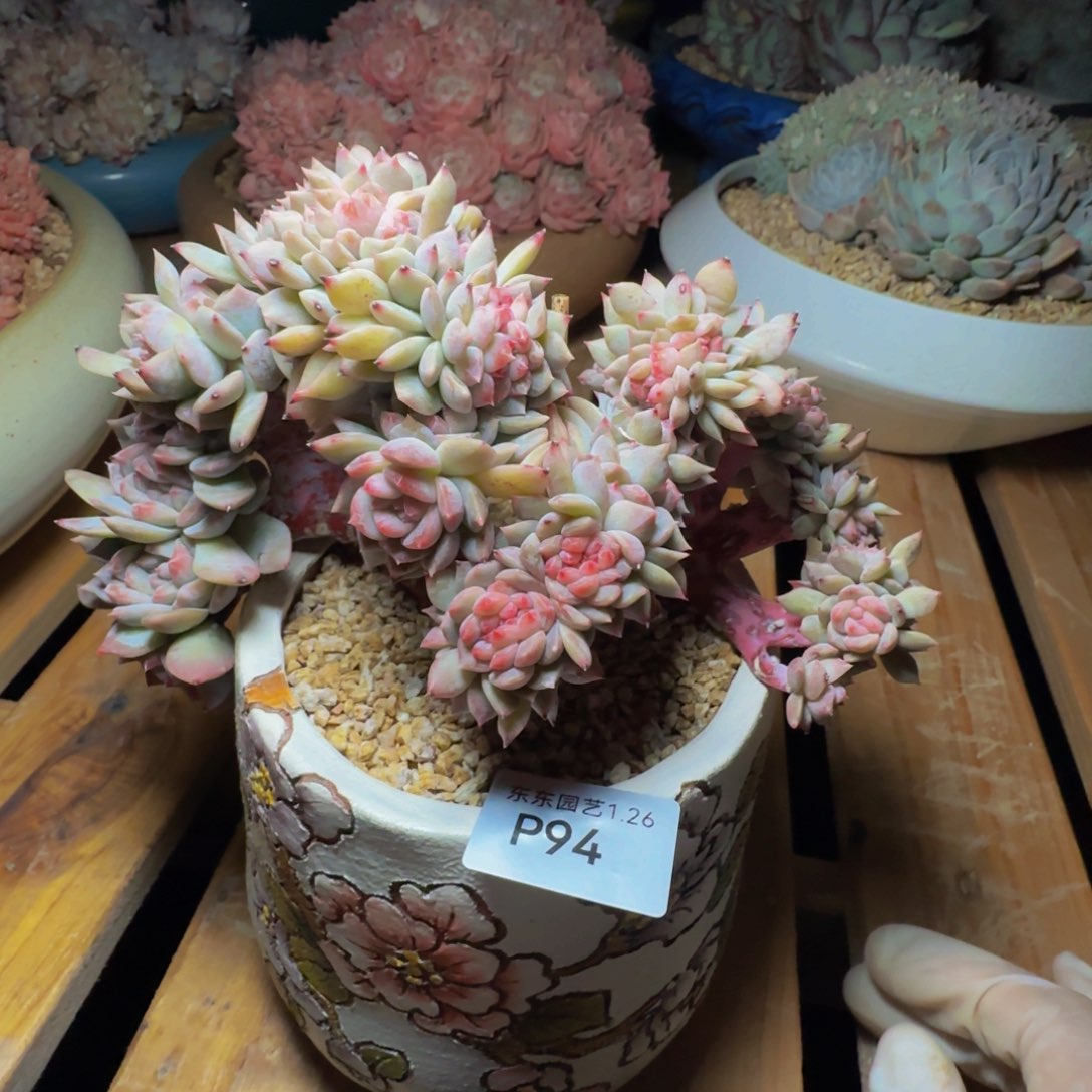 橘****笑p p p p p p p pp 94