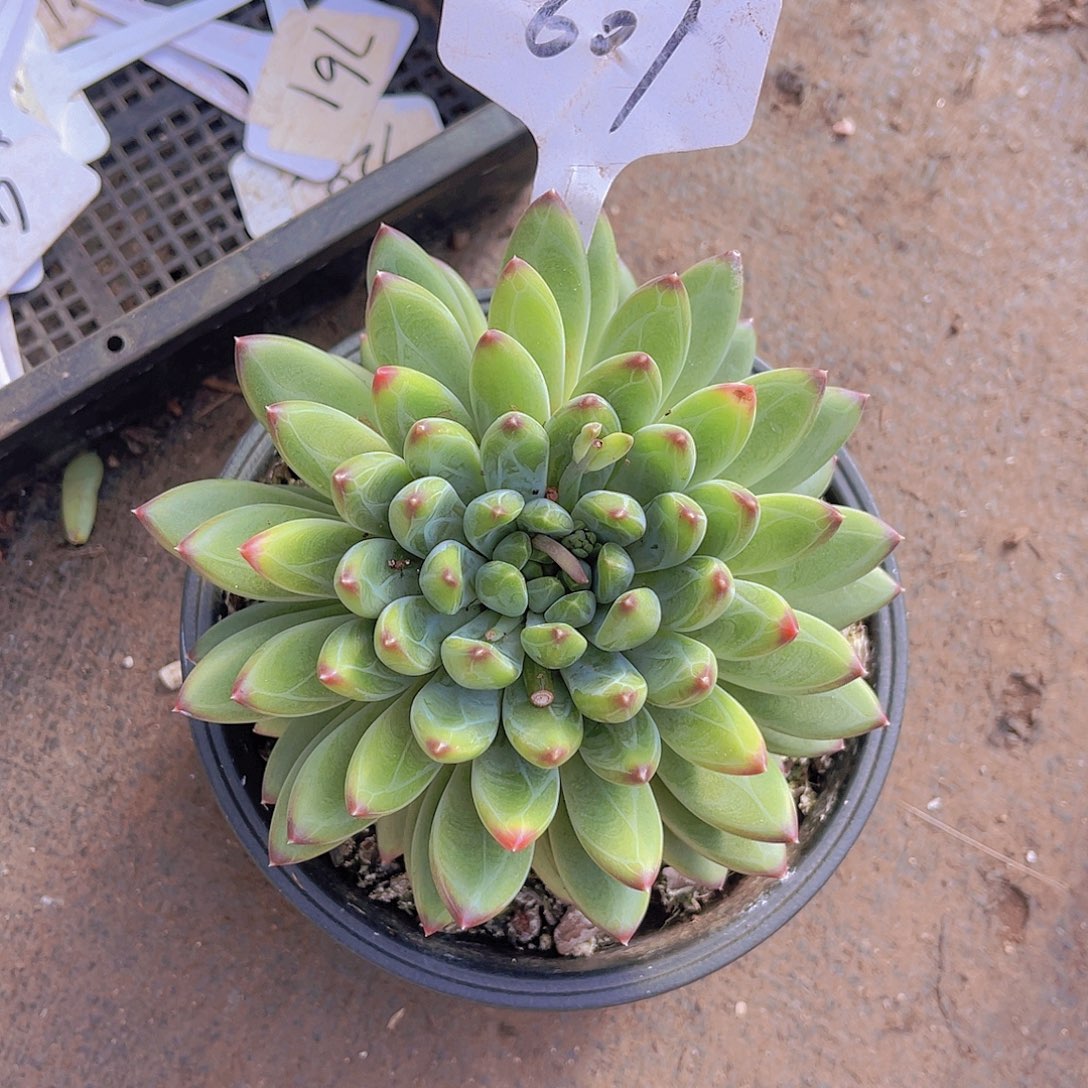 丫***诵00000000000000601