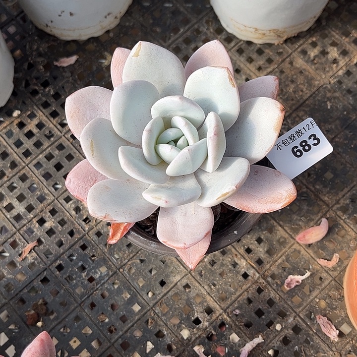 阿雅园艺。    683雪莲