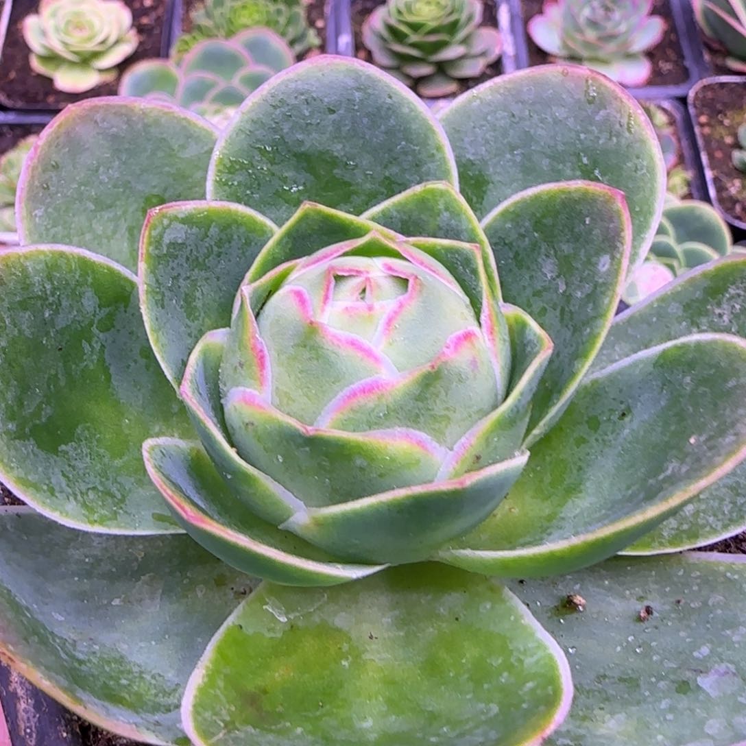 双边线玫瑰9厘米124242424242