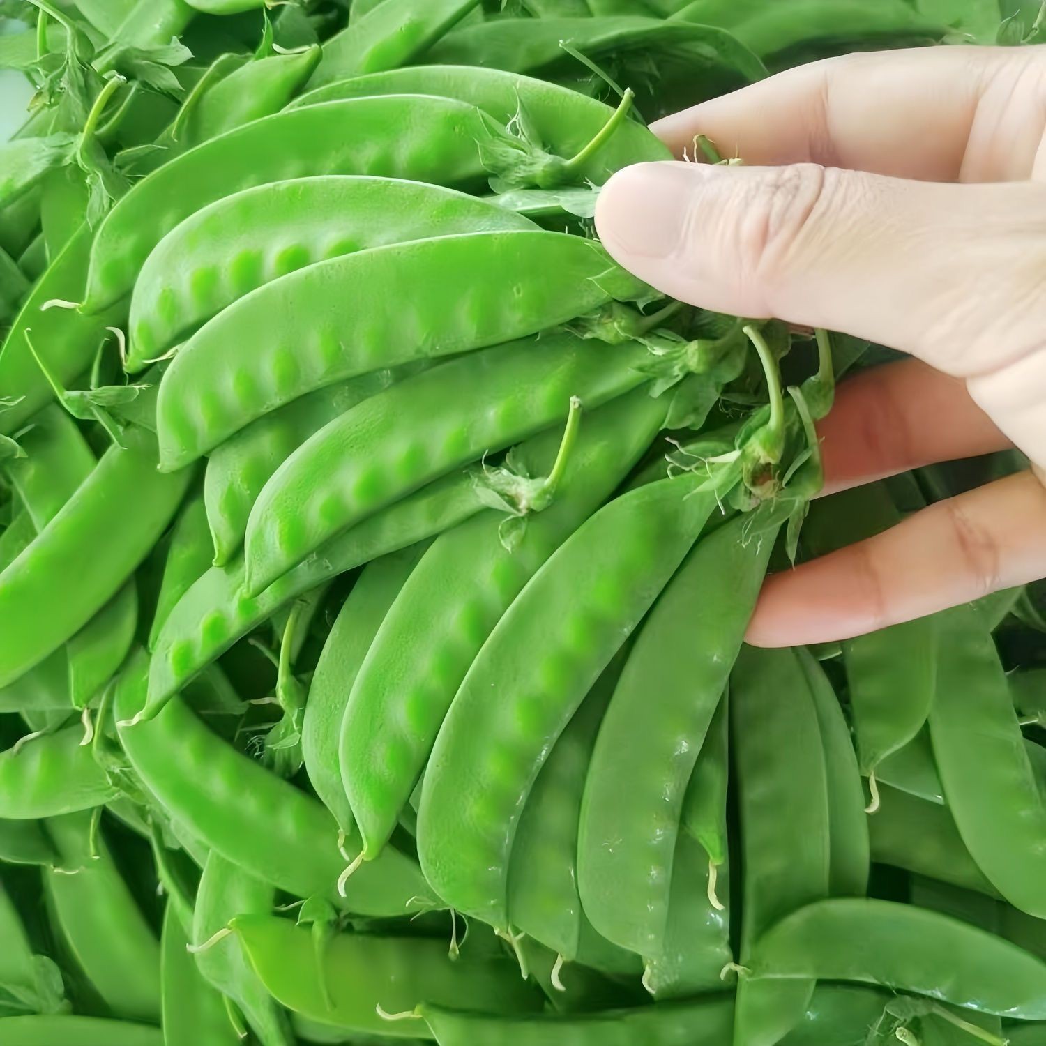 【泡沫箱发货 低温拍】云南山地荷兰豆露天菜豌豆角青豆荚现摘现发