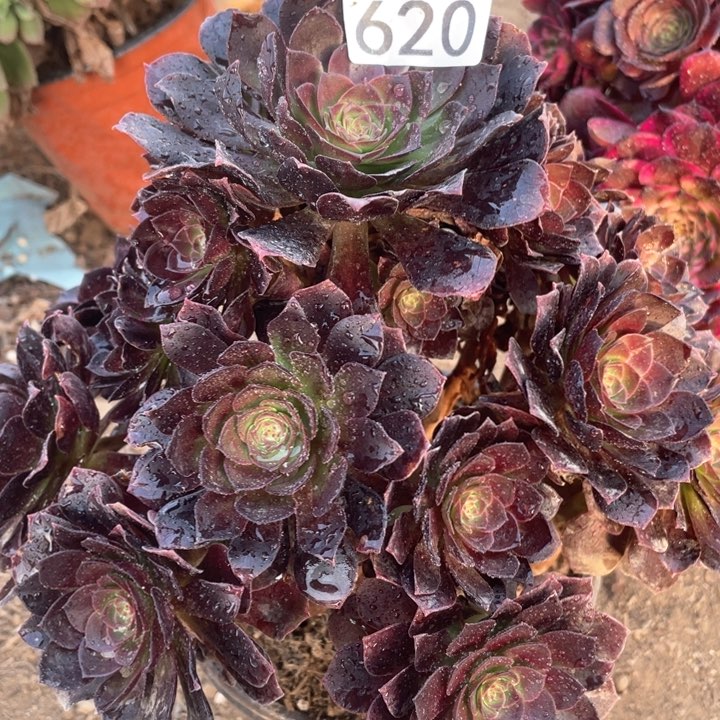 620多肉植物赤焰莲