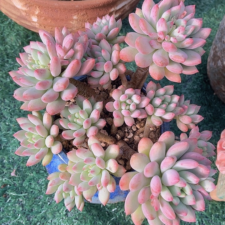 明珠美人0591多肉植物