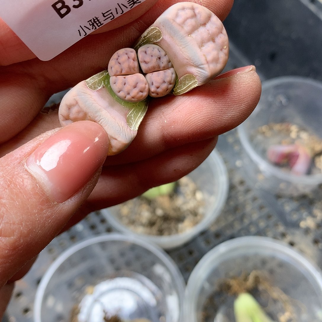 B378多肉植物保护研究所