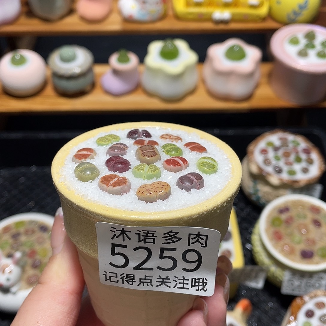 ****带盆土植物 一物一拍5259