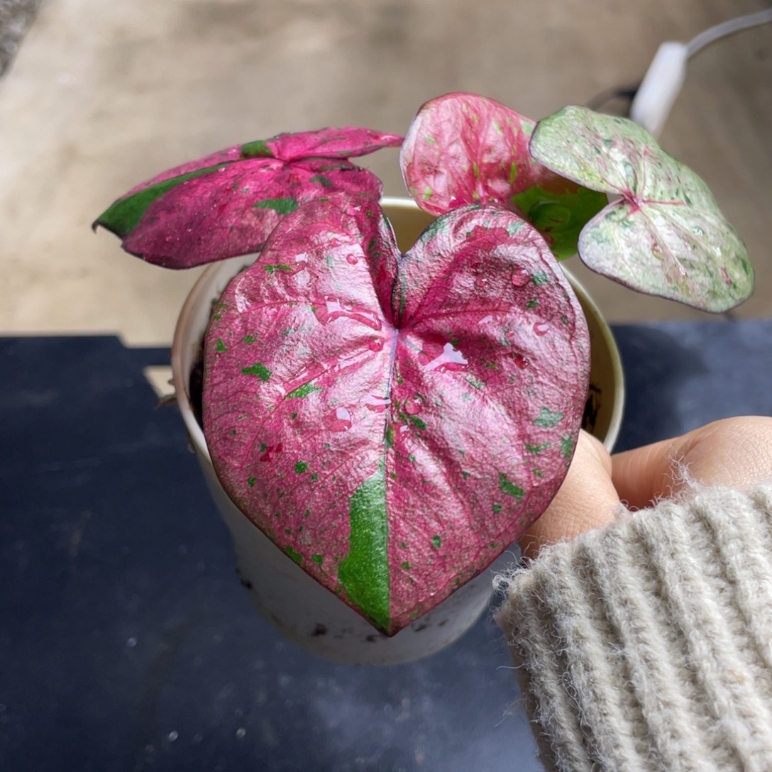 完全开放马彪养定发货