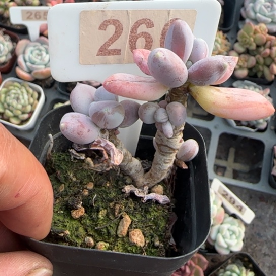 266稻田姬多肉植物多