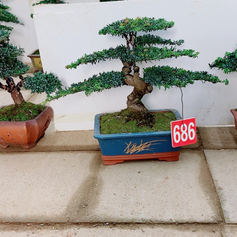 【闪购商品】罗汉松