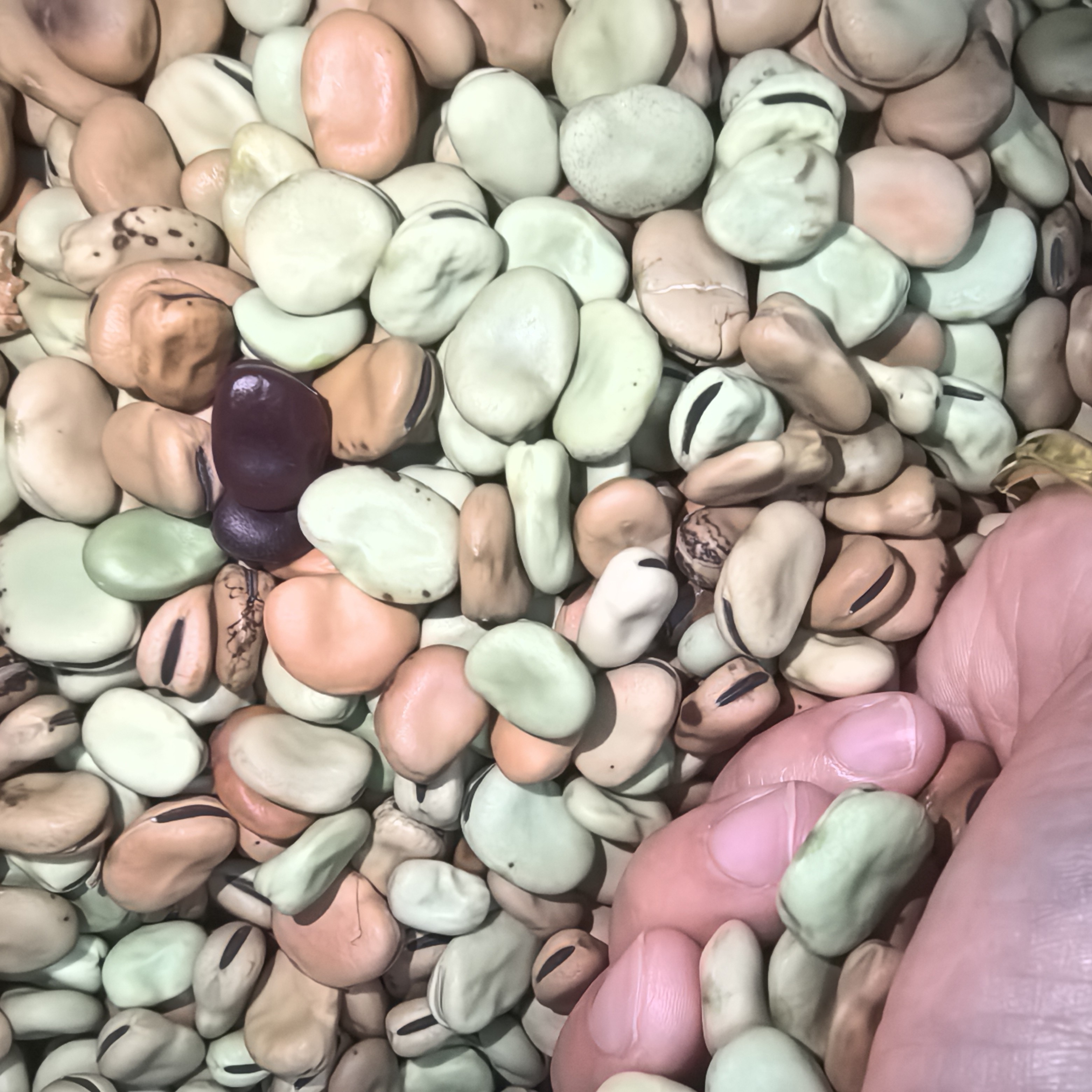 2025年娇娇爷爷种植干蚕豆生胡豆可发芽做油炸可炒配8+1