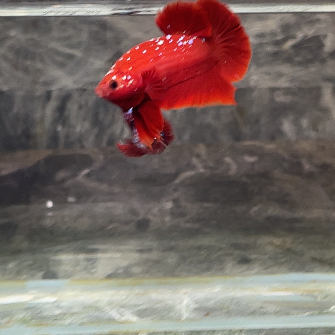 海水鱼育平斗鱼泰国斗鱼