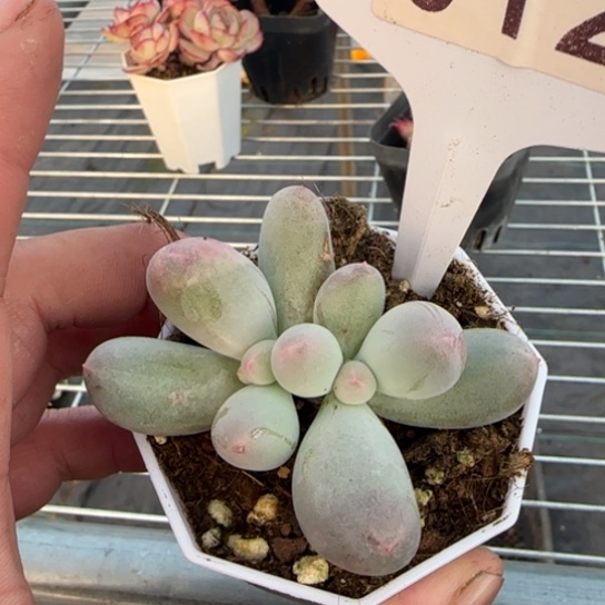 12米可奶一物一拍多肉