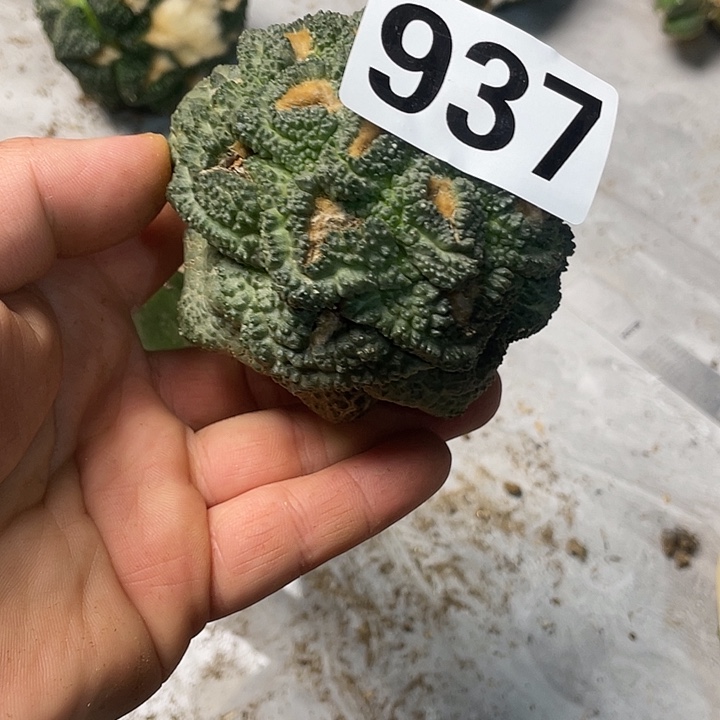 完全开放937龟甲牡丹