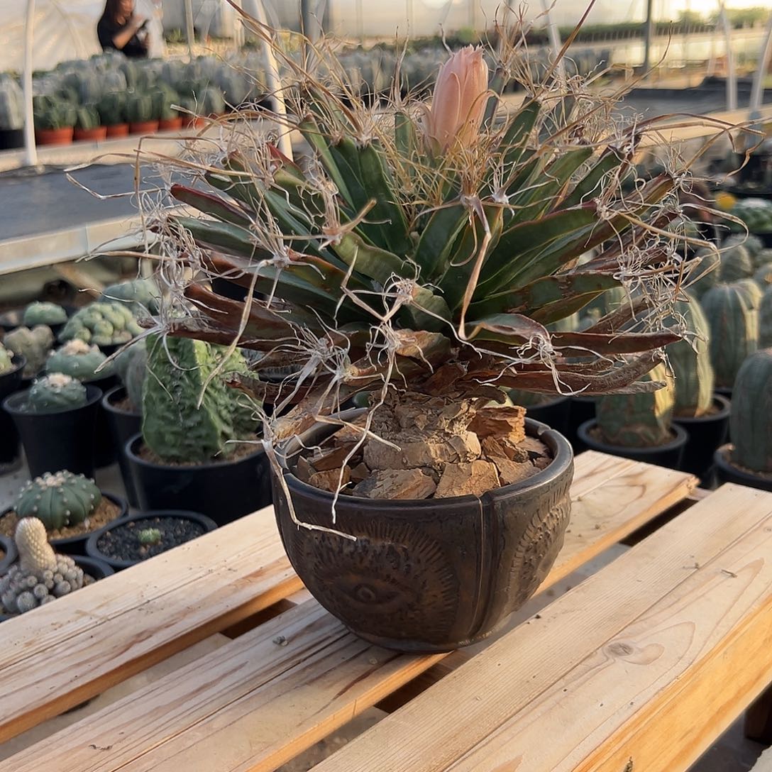 完全开放老光山gggg