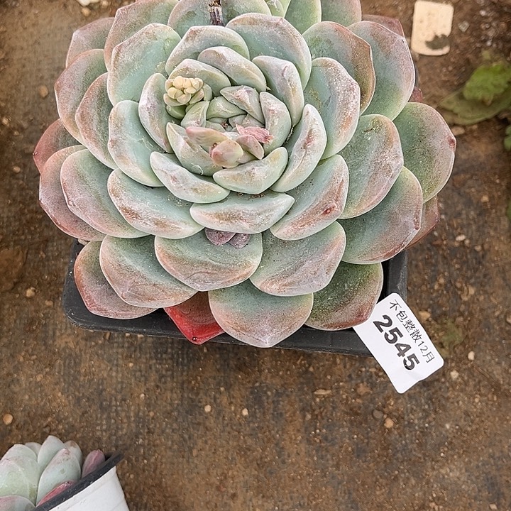 阿雅园艺。      2545