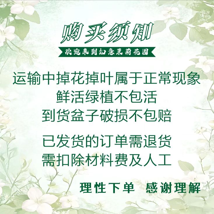 广西横县重瓣茉莉花阳台室内净化空气植物大型植物花苗