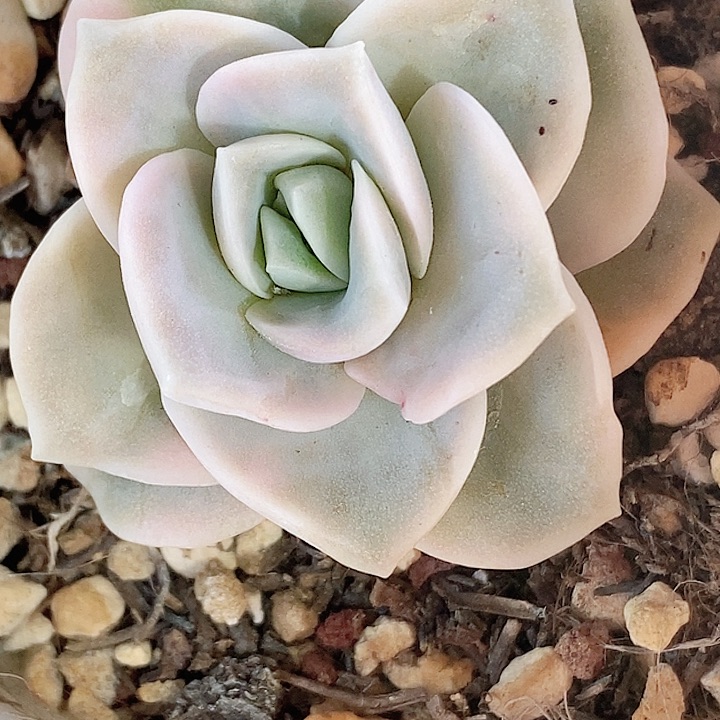 可爱玫瑰一物一拍，