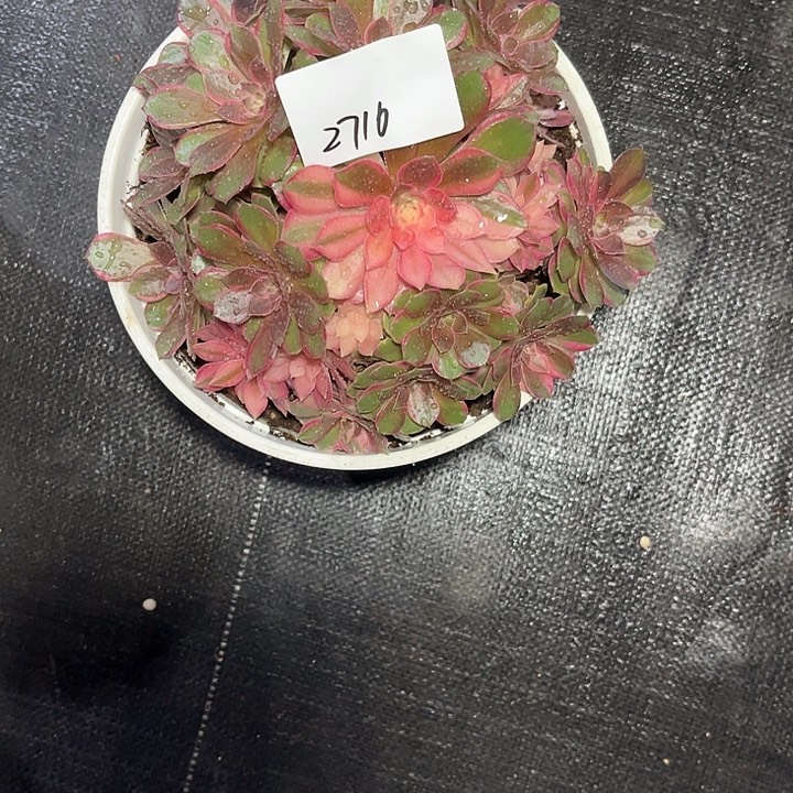 风***愿黑膜锦多肉植物保护2716