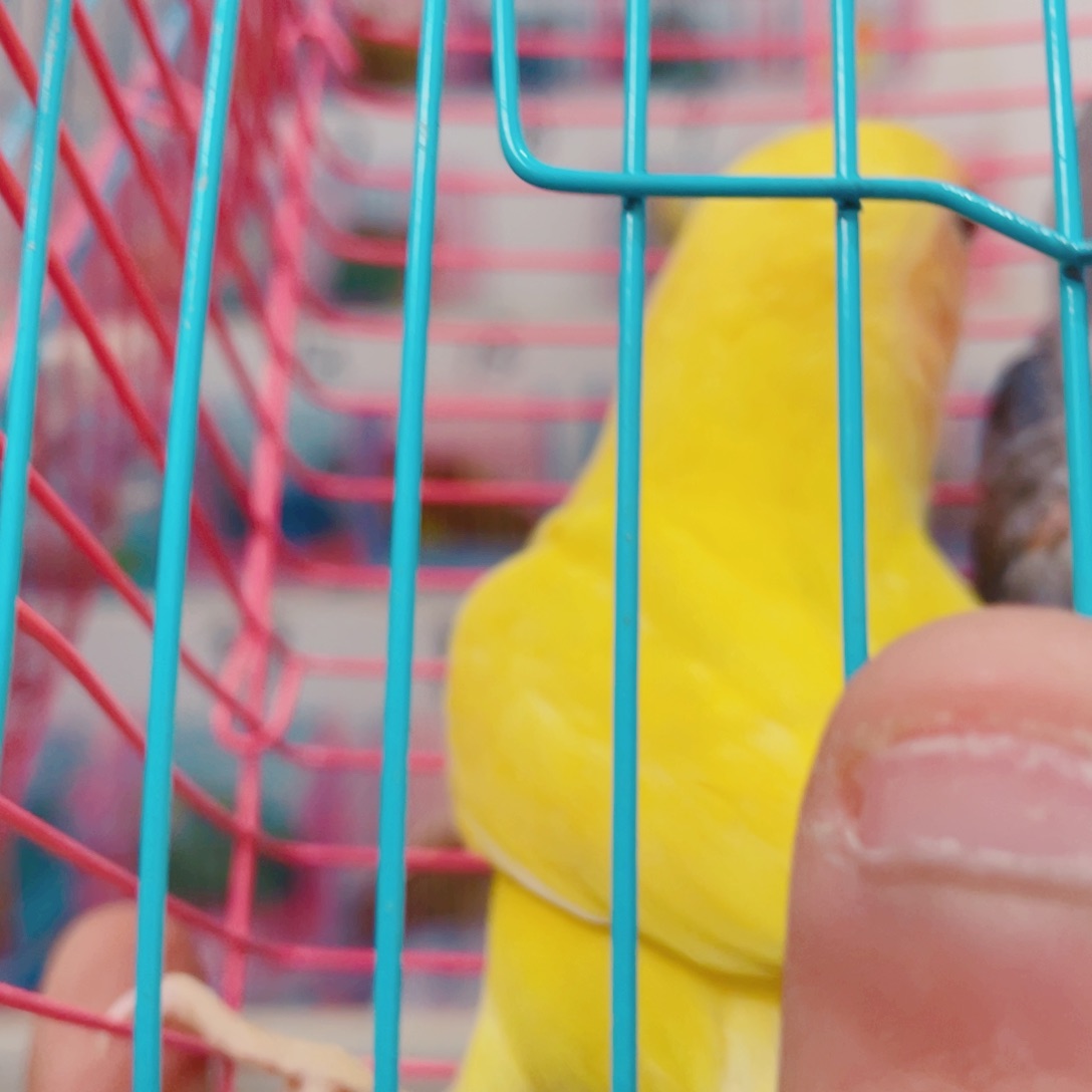 桃脸牡丹鹦鹉丹*