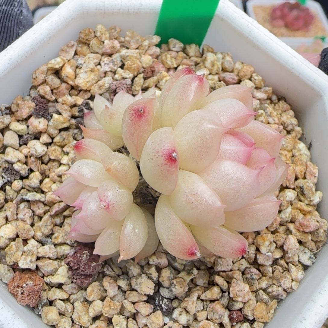 多肉33   孤品    7厘米盆