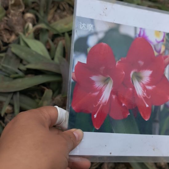 当前无花栽培后可以开花达摩4厘米残次球