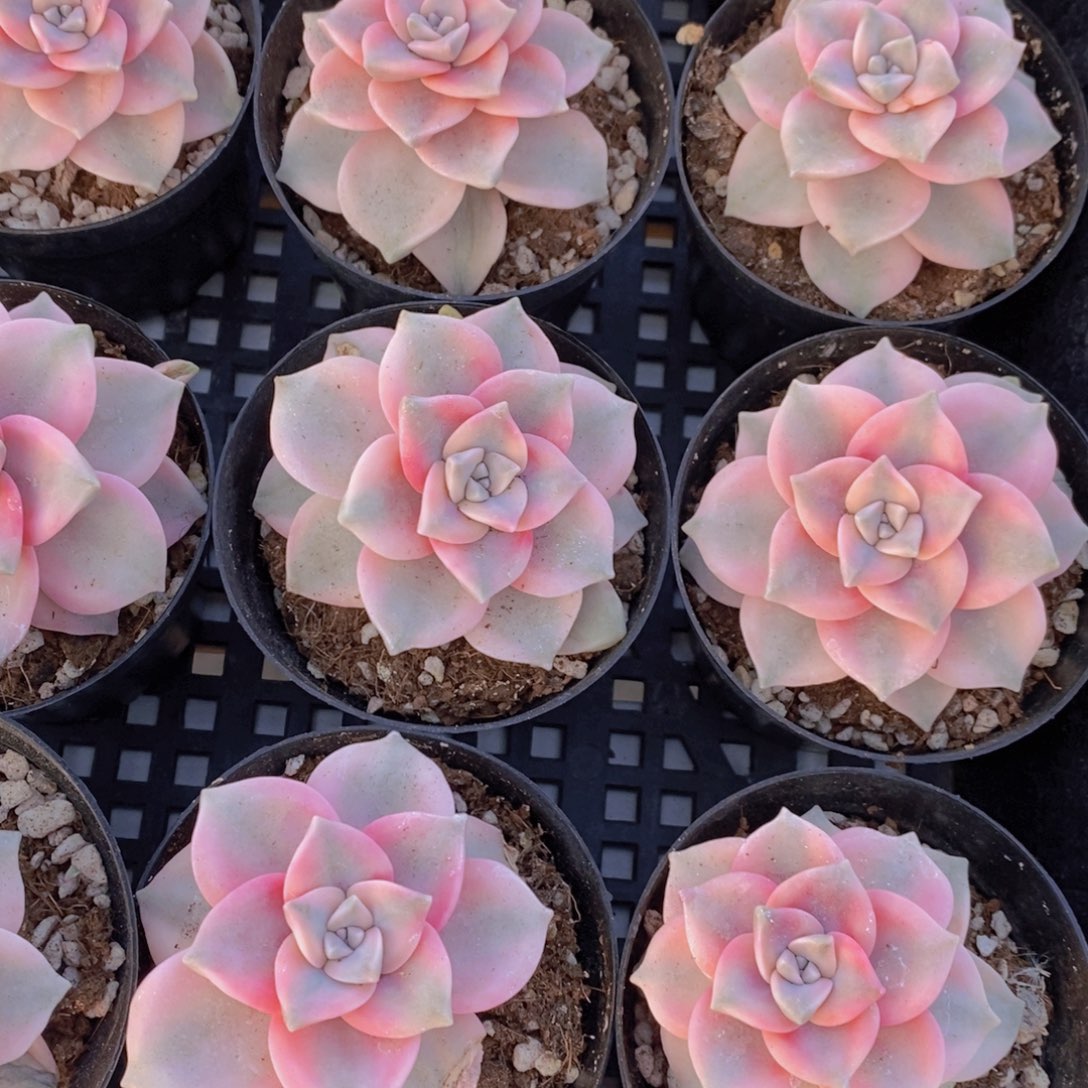 1-64-精品母本紫乐锦单头一个