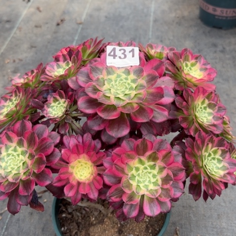 431天合30厘米左右有断枝