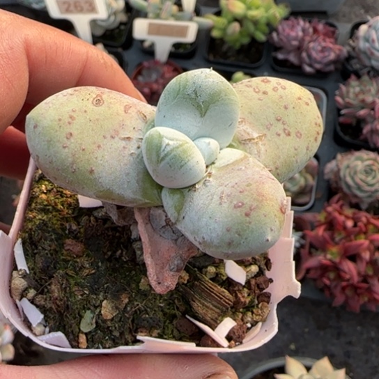 127拇指多肉植物多