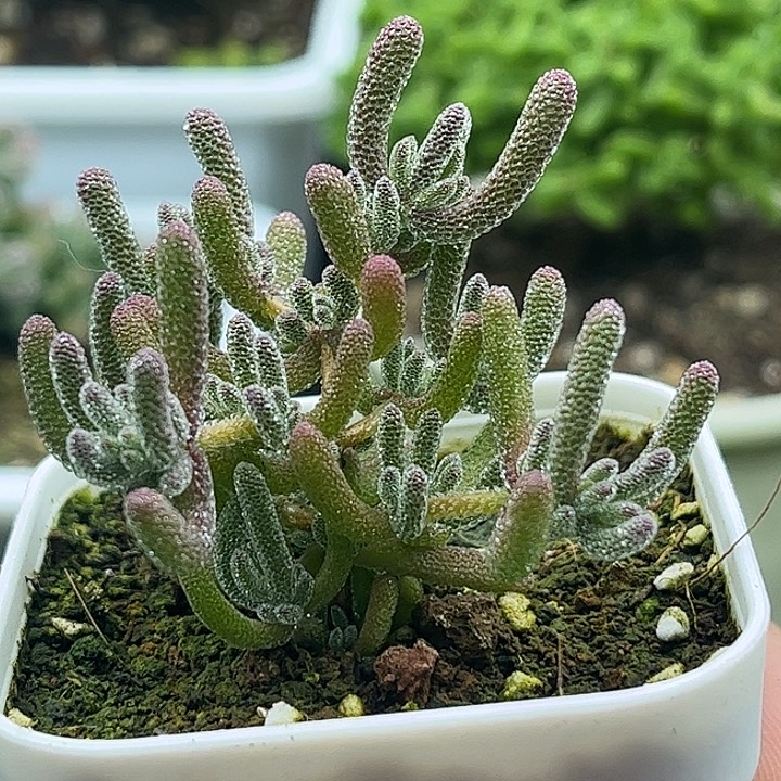 昕宝冰晶枝干番杏