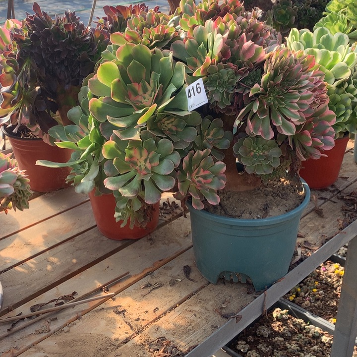 C***a416香妃我多肉法师