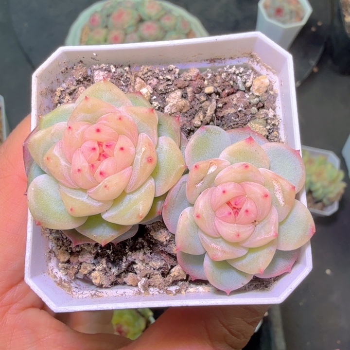 三***店八八四甜心开播福利