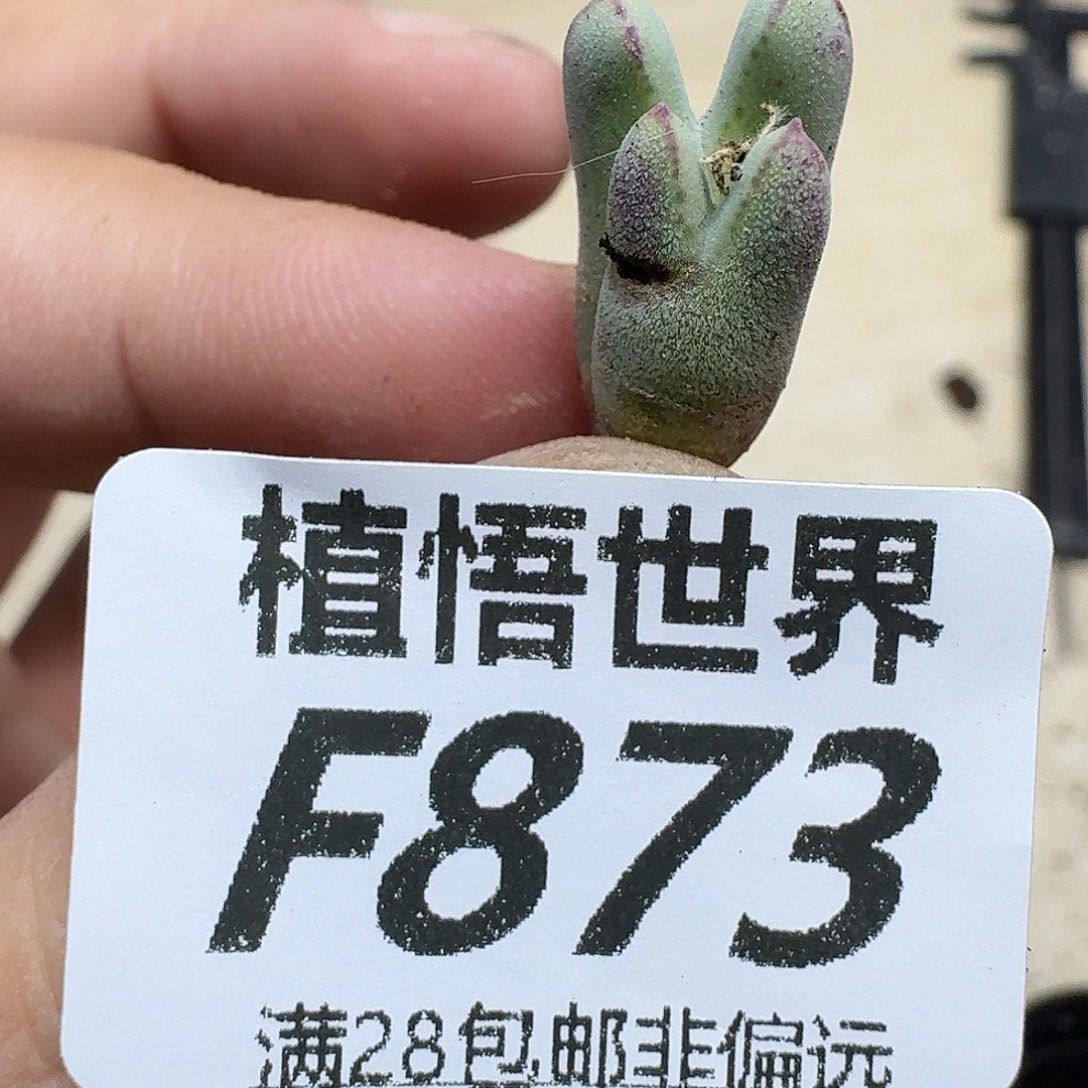 多肉植物的润泽ghnn