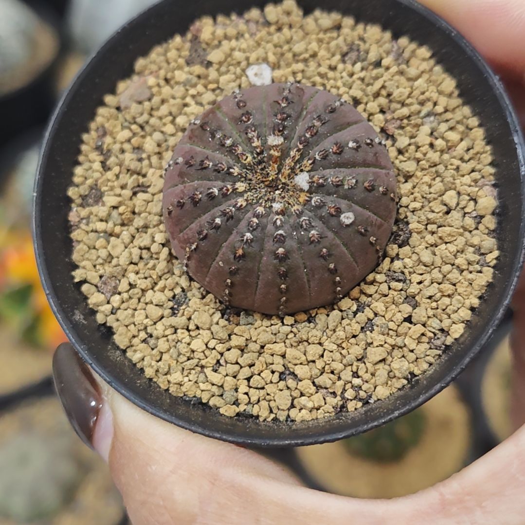 实生根紫皮大型士童