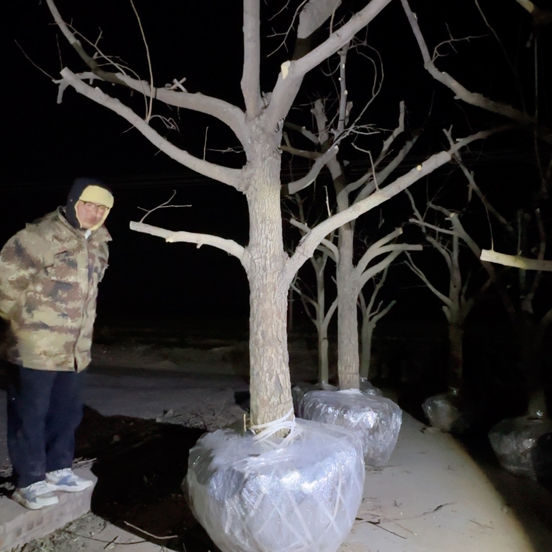 让***风无花朵柿子树老桩放漏