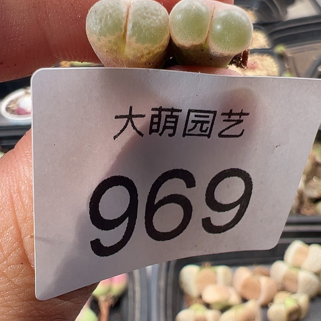 一物一拍大熊猫红风铃969