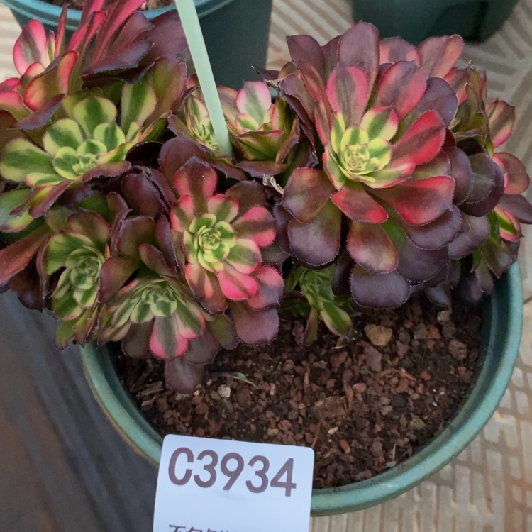 【闪购商品】3934美肌多肉