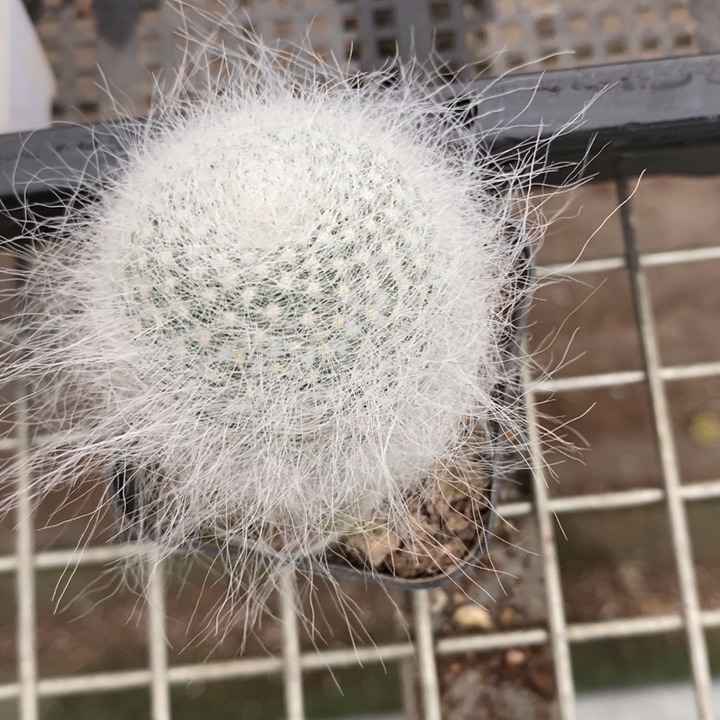 伯克利和格蕾纳等人