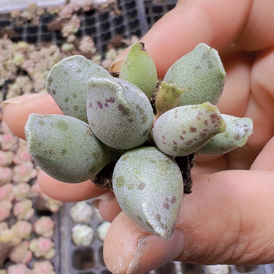 小海豹3个19包邮多肉植物