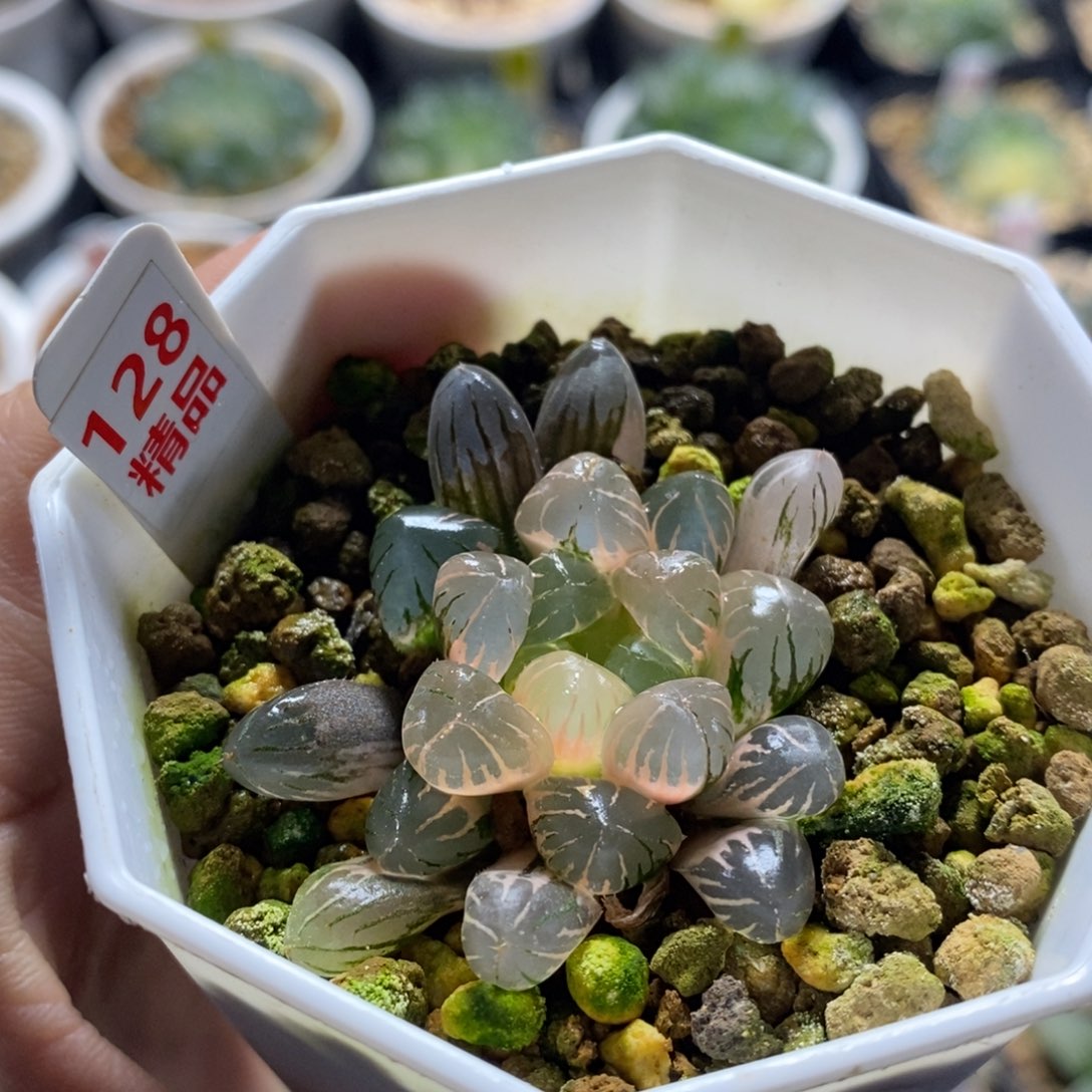 不开花植物128玉露