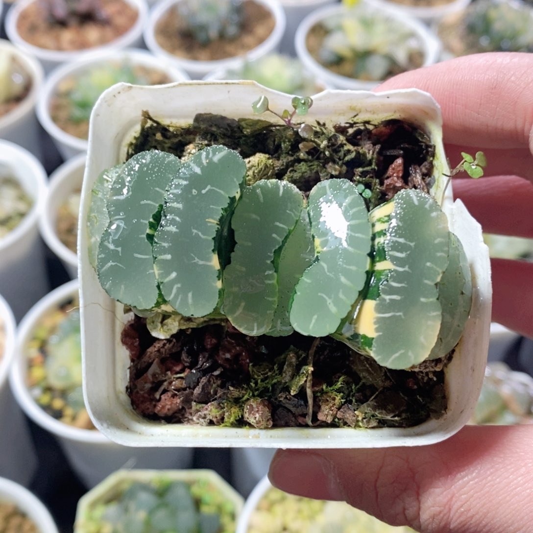 玉扇锦多肉植物多肉植物