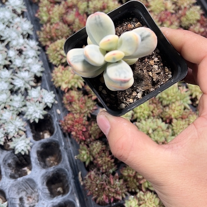 乒乓福娘锦 满10颗包邮