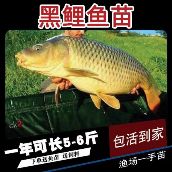 黑鲤鱼苗建鲤丰鲤鱼稻田鲤淡水活体养殖宠物活体