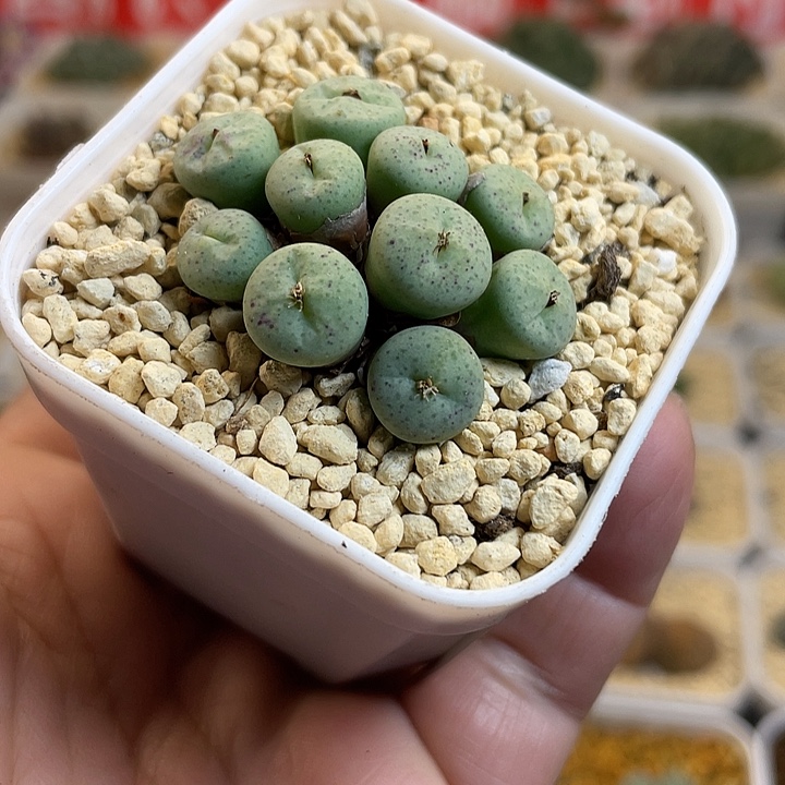 佳人园艺多肉生石花奶油嘴740