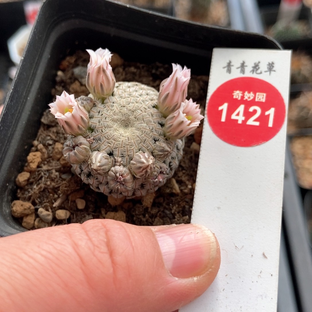 实生白斜子3.1cm