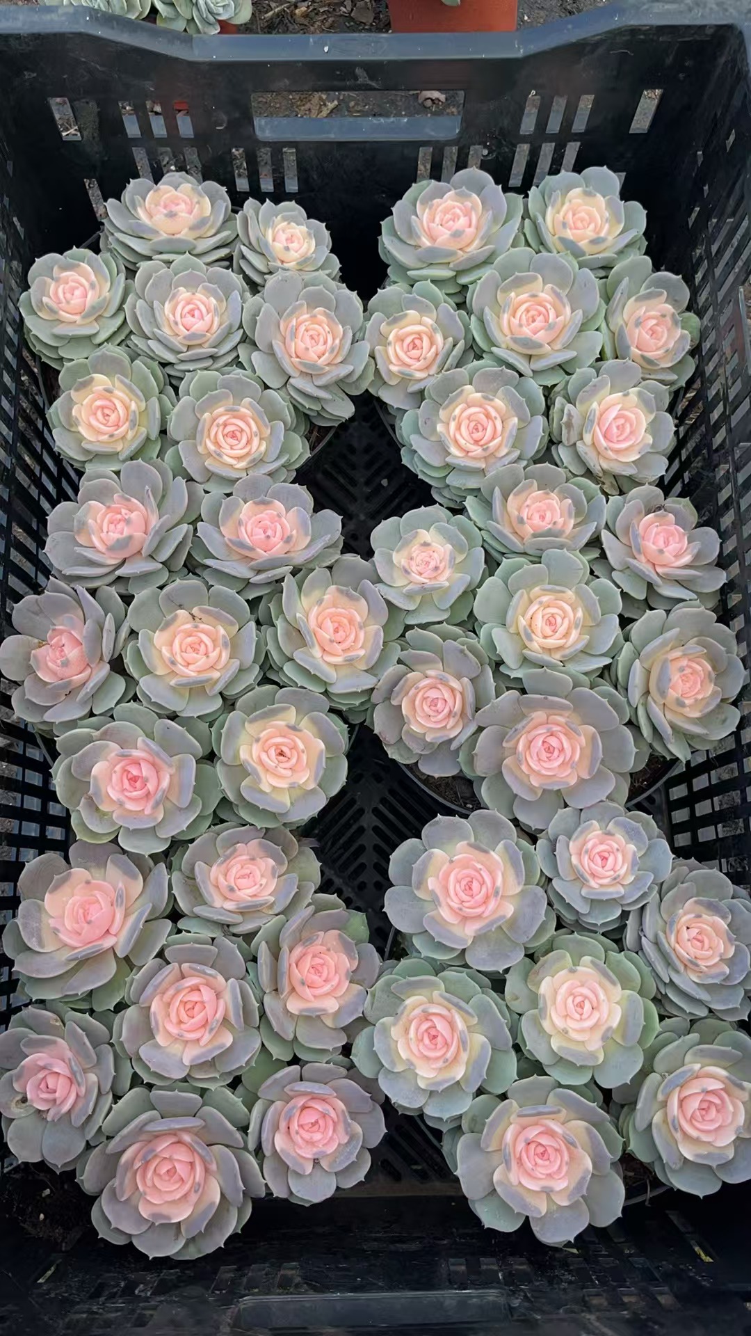 粉色芭比 多肉植物绿植 鲜花盆栽基地 源头栽种易活