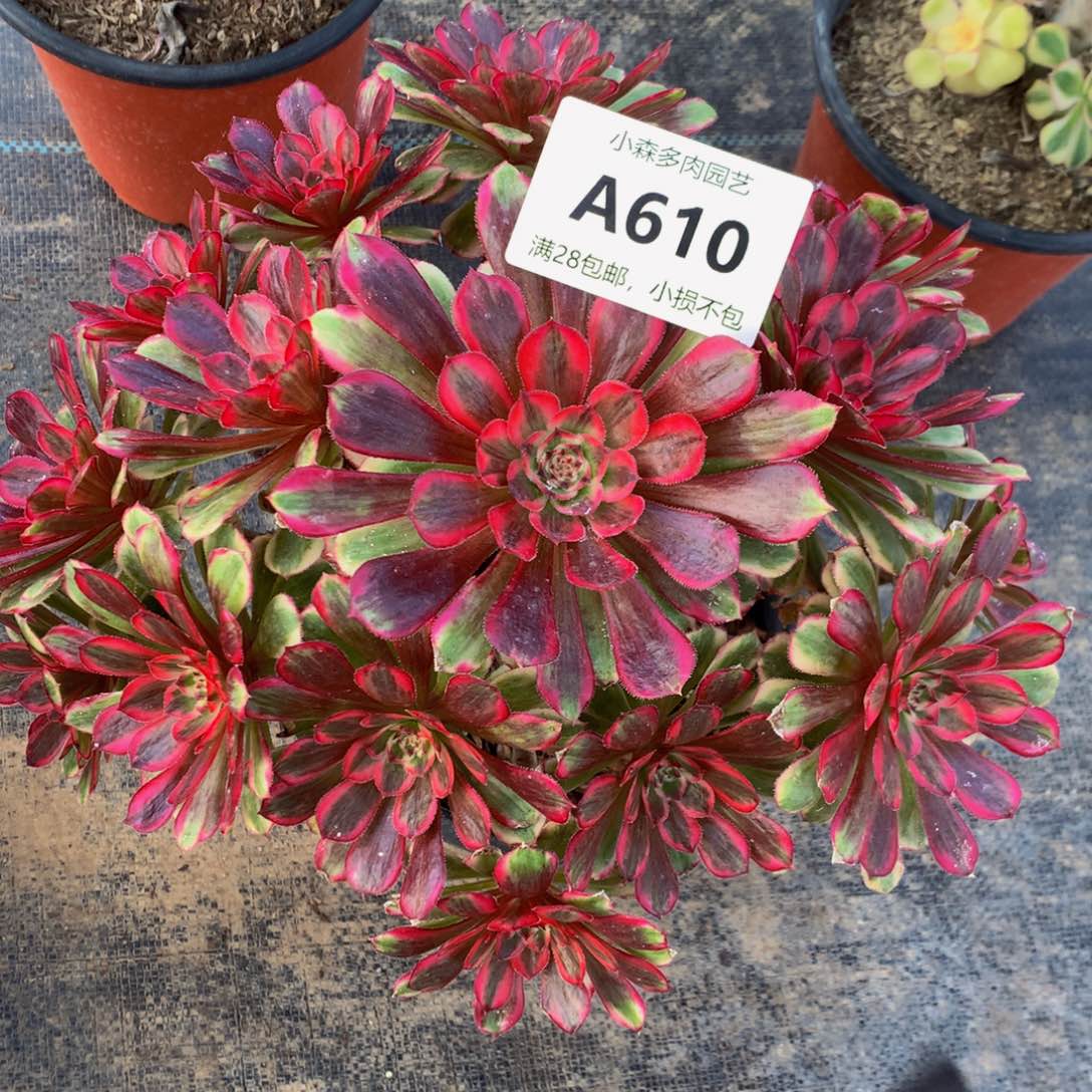 610白月光888888888