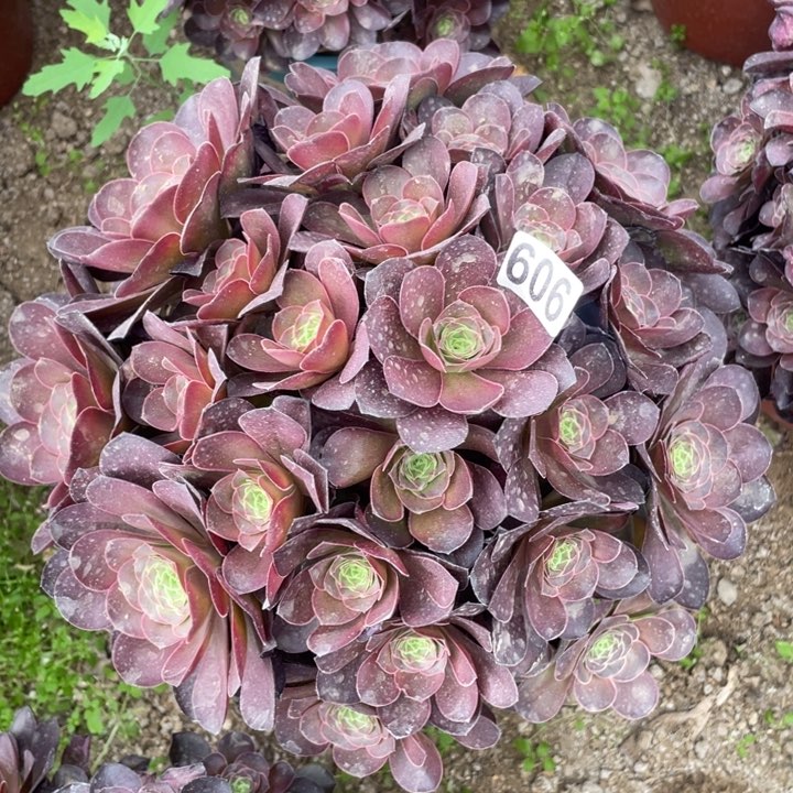 606多肉植物魅金玫瑰