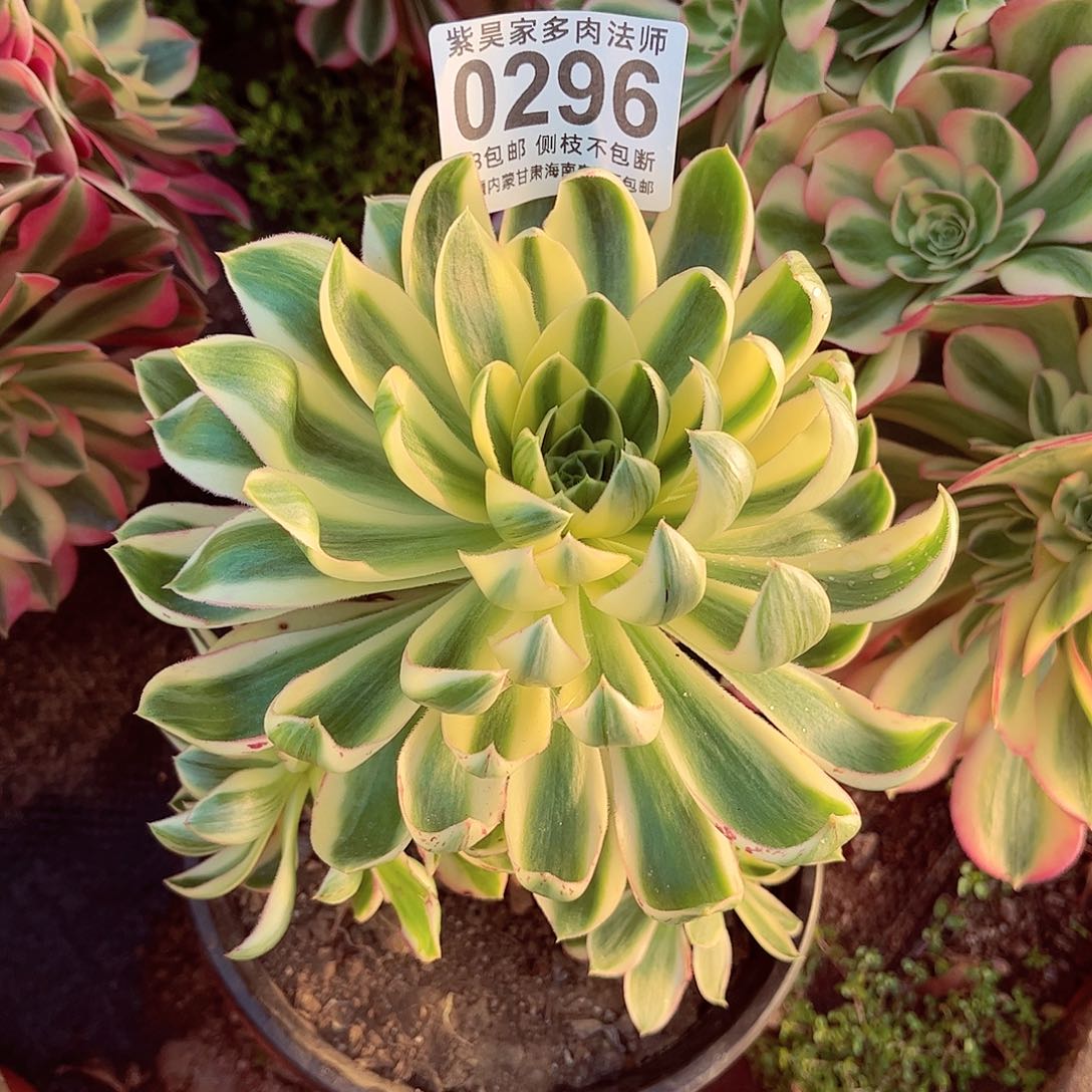 1棚法师青椒000000296